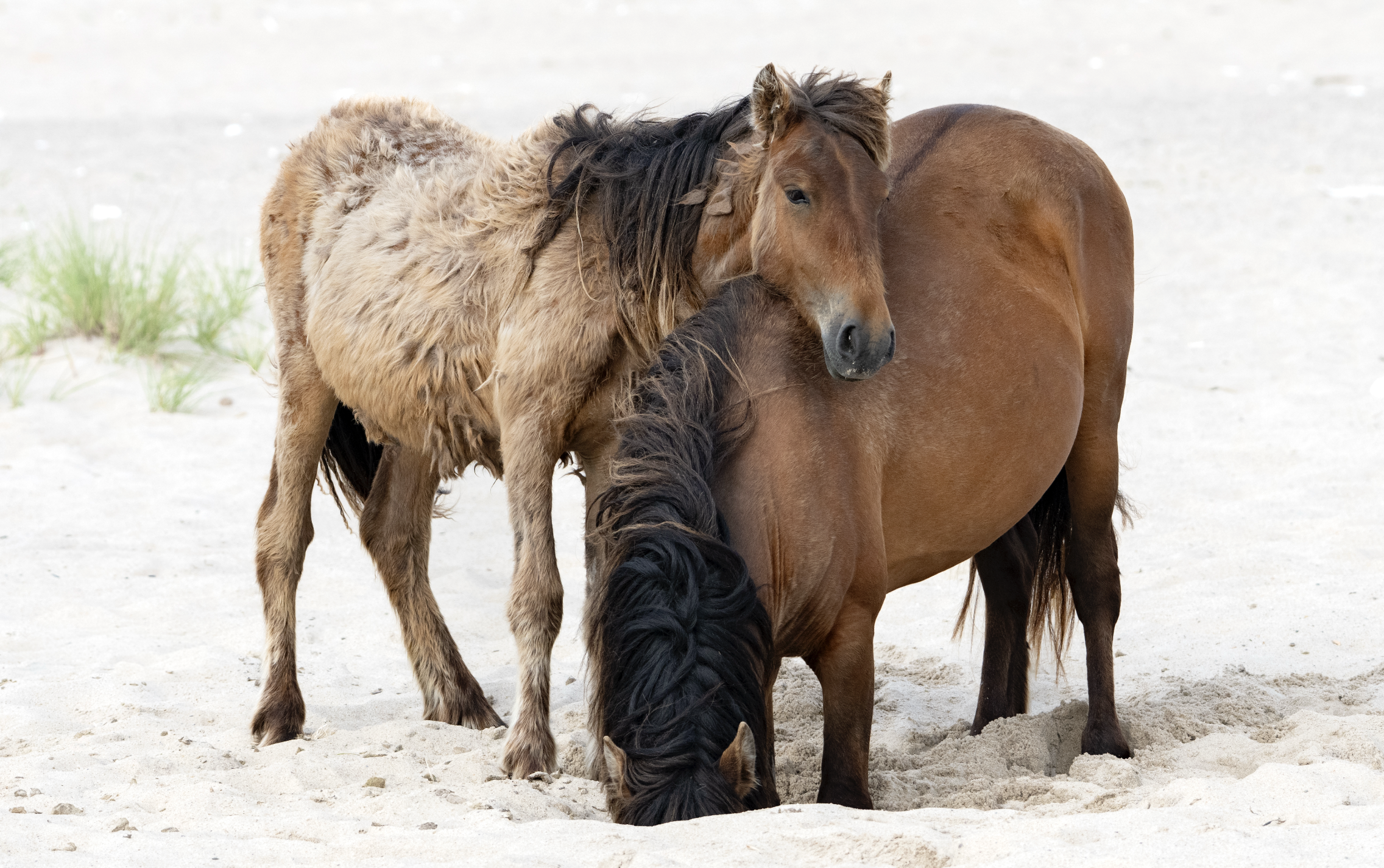Wild horses at Sable Island water hole